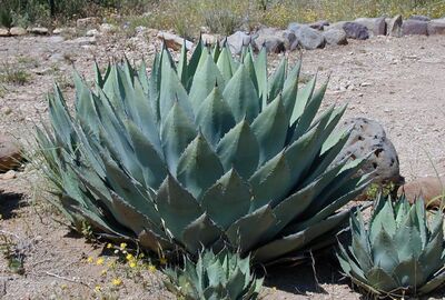 Tequila et mezcal : l'âme du Mexique dans un verre