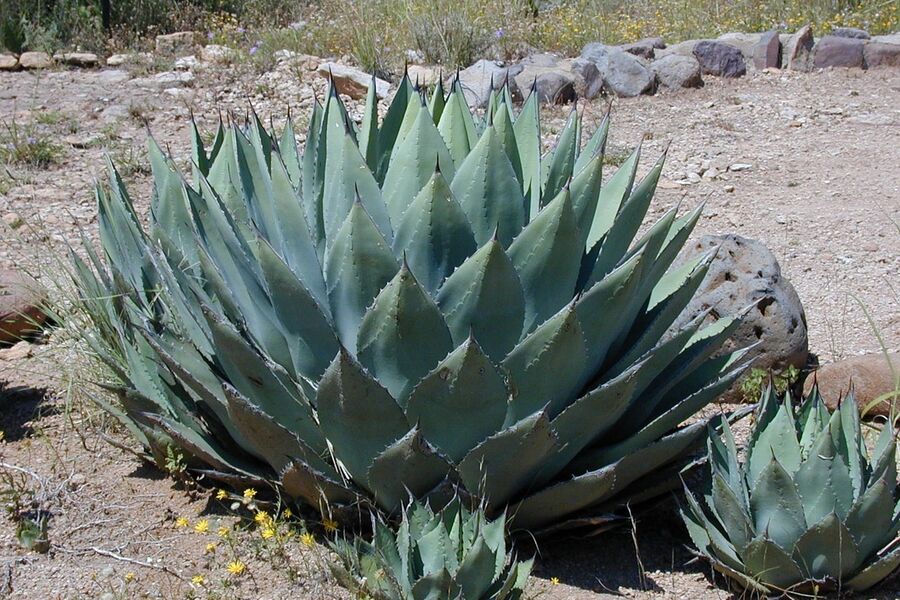 Tequila en mezcal: de ziel van Mexico in een glas