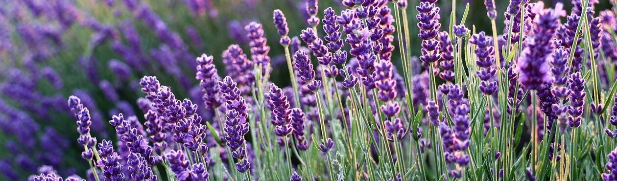 Floral, whiskies et rhums floraux